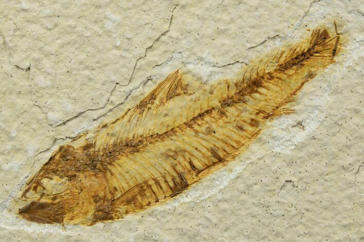 Bargain, Detailed Fossil Fish (Knightia) - Wyoming #340792